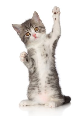 doğru scotish kitten