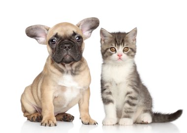 köpek ve kedi