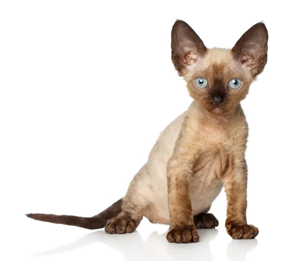 Devon-Rex kitten on a white background — Stock Photo, Image