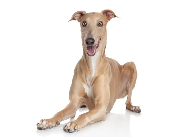 Galgo italiano. — Foto de Stock