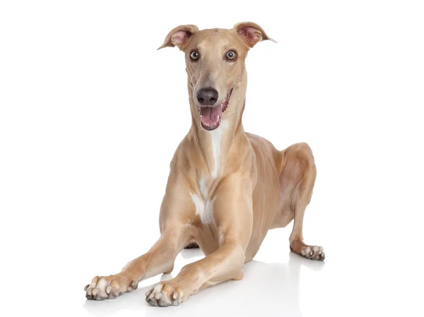 Italian Greyhound Royalty Free Stock Photos