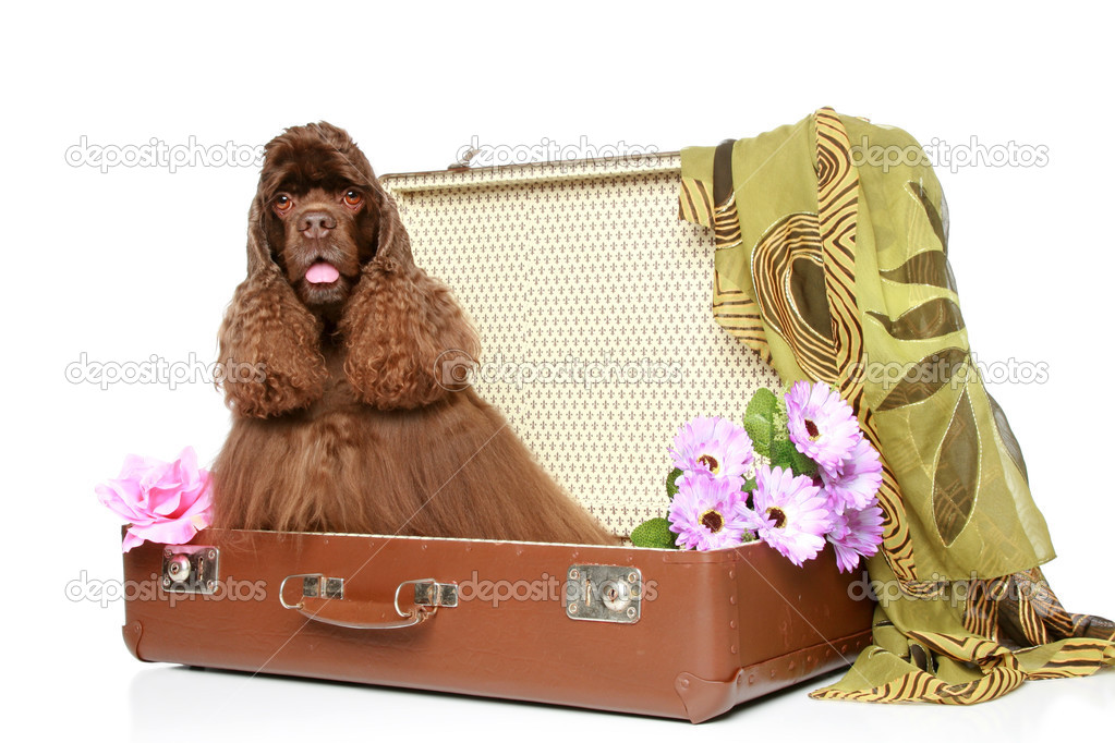 American cocker spaniel sits in suitcase