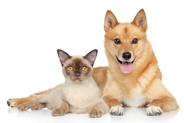 Gelukkige hond en kat samen — Stockfoto