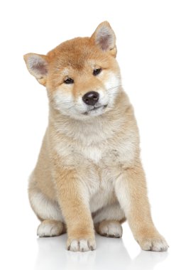 beyaz zemin üzerinde Akita köpek yavrusu