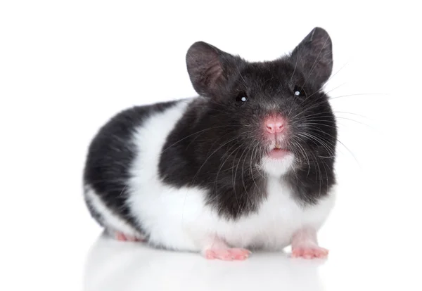 Hamster. närbild porträtt — Stockfoto