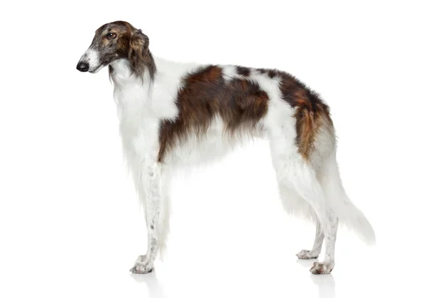 Russo cane borzoi su sfondo bianco — Foto Stock