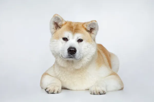 Retrato do cão akita inu — Fotografia de Stock