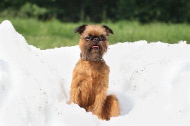 Brussels griffon kar yığını üzerinde