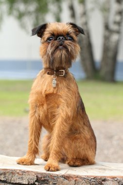 Brussels griffon köpek portre üzerinde ahşap Bank