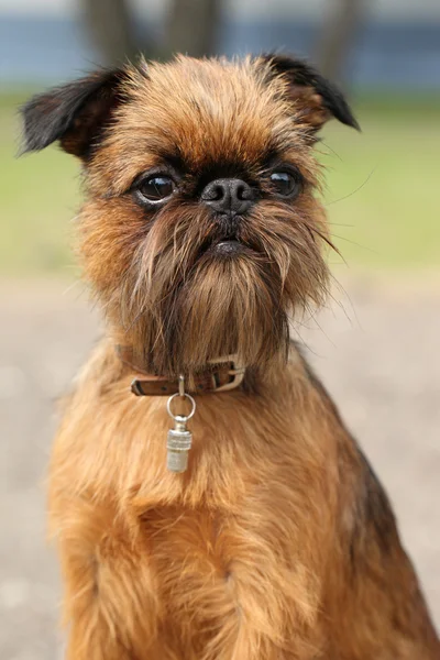 Bryssel griffon hund porträtt — Stockfoto
