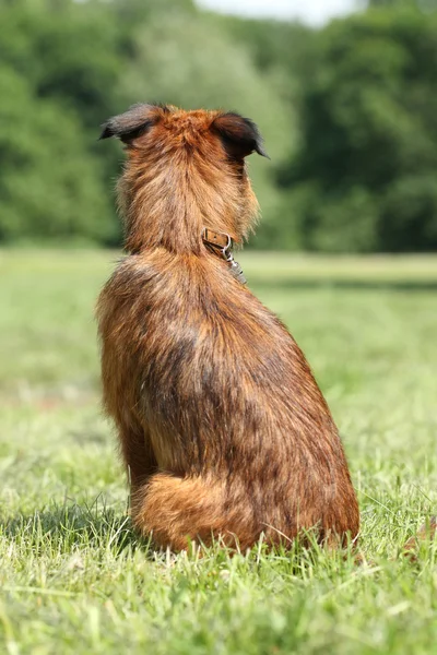 Dog breed Griffon waiting (rear view) — Stock Photo, Image