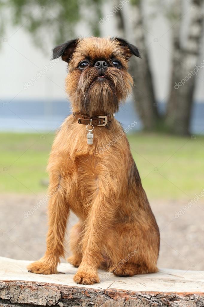 Bryssel griffon hund porträtt på träbänk — Stockfotografi © FotoJagodka