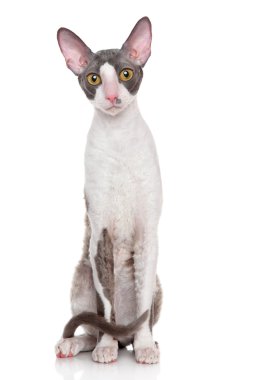 Cornish Rex kedisi