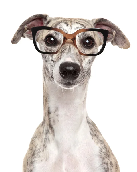Dog in glasses on white background — Stock Photo, Image