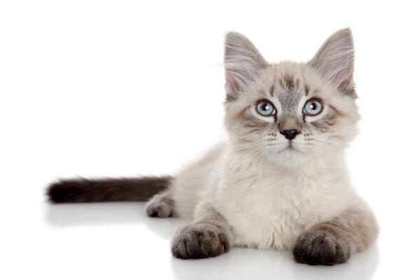 Siberian color-point kitten