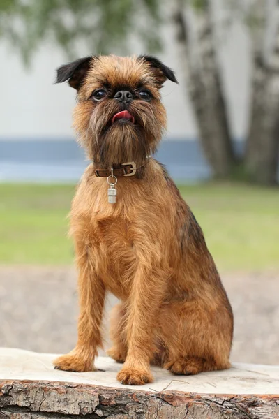 Brussels Griffon dog portrait — Stock Photo, Image