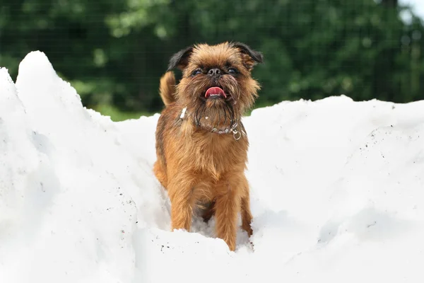 Dog breed Griffon on a pile of snow — Stock Photo, Image