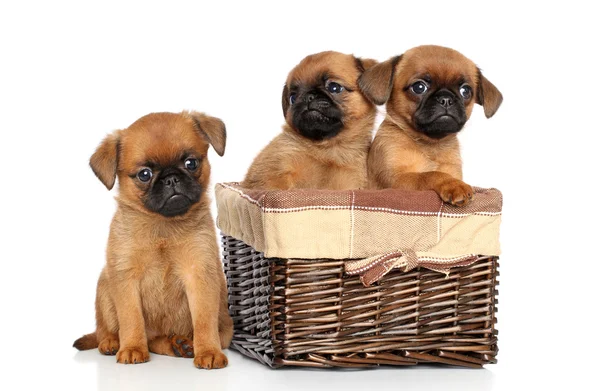 Griffon cachorros sobre un fondo blanco —  Fotos de Stock