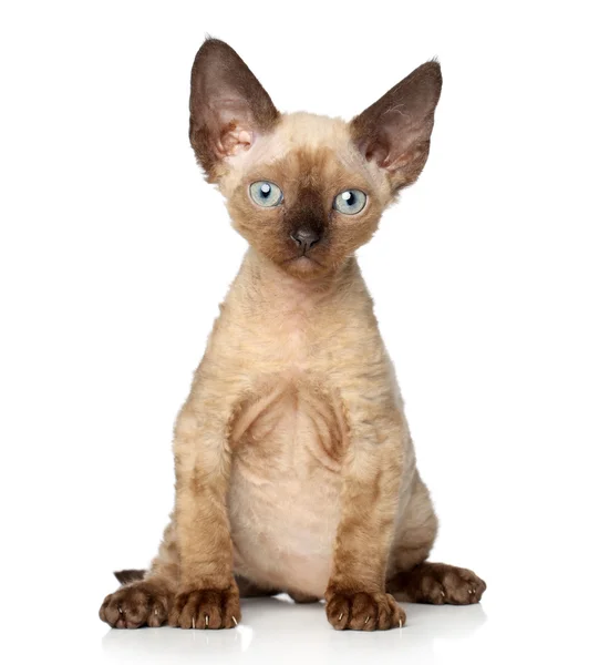 Devon Rex kotek (jeden miesiąc) — Zdjęcie stockowe