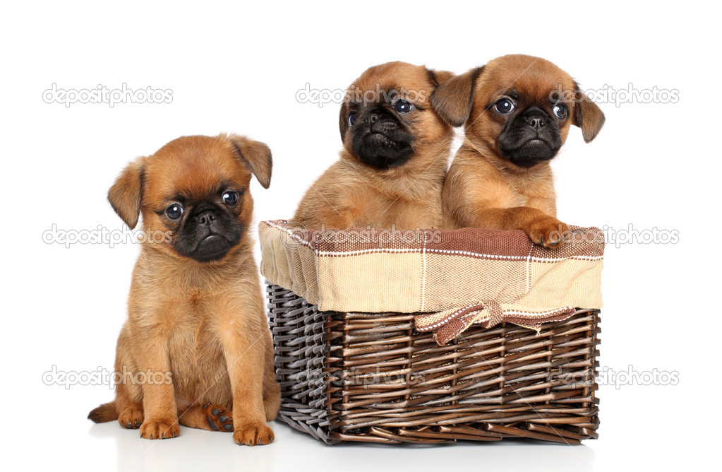 Griffon puppies on a white background