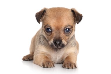 Chihuahua yavrusu