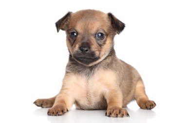 Chihuahua köpek yavrusu (bir ay)