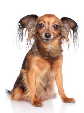 Rus uzun saçlı oyuncak terrier köpek