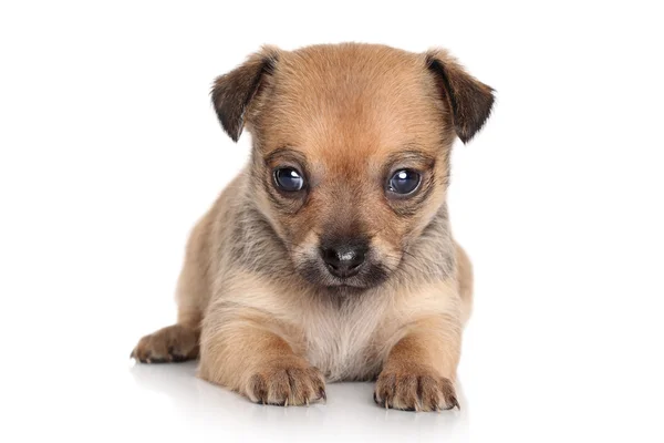 Cãozinho Chihuahua — Fotografia de Stock