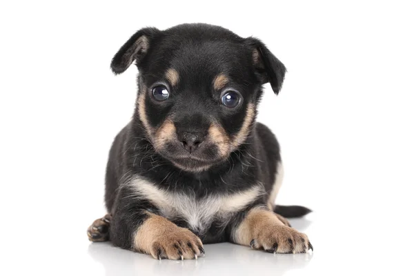 Chihuahua valp (1 månad) — Stockfoto