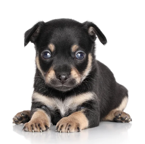 Szczeniak Chihuahua (1 miesiąc) — Zdjęcie stockowe