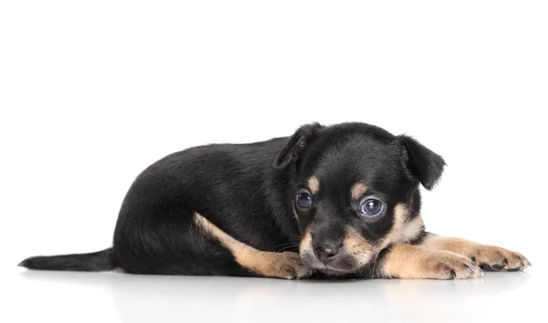 Chihuahua cachorro mintiendo — Foto de Stock