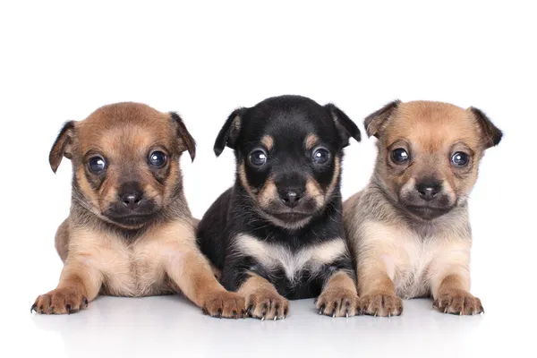 Cachorros Chihuahua (1 mês ) — Fotografia de Stock