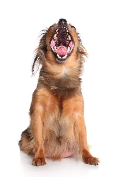 Russian long-haired toy terrier yawn — Stock Photo, Image
