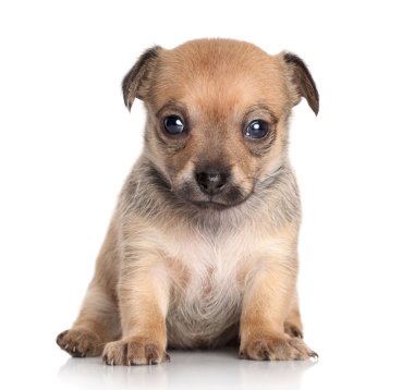 Beyaz arka plan üzerinde Chihuahua köpek yavrusu (1 ay)
