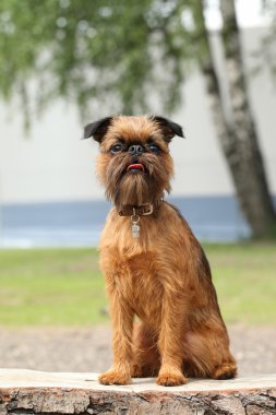 Brussels griffon köpek portre