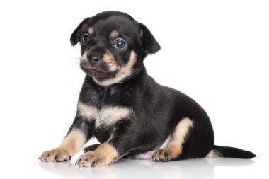 Chihuahua köpek yavrusu (bir ay)