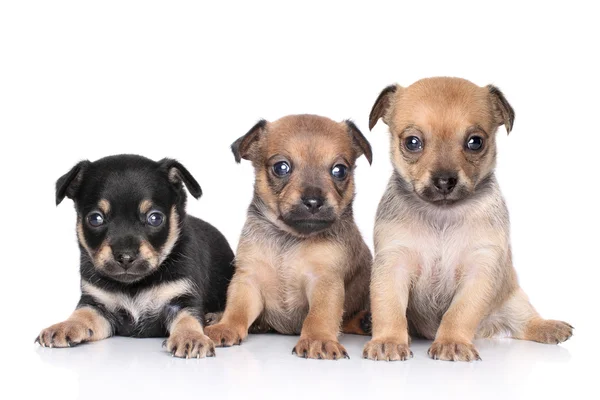 Chihuahua puppies on a white background — Stock Photo, Image