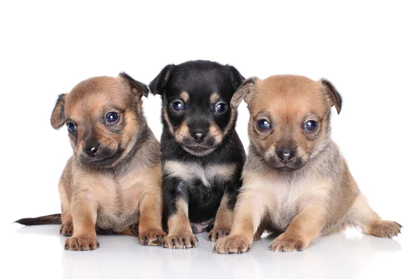 Cuccioli di chihuahua su sfondo bianco — Foto Stock