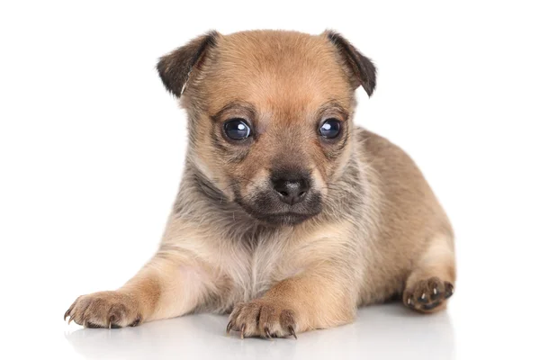 Chihuahua puppy — Stock Photo, Image