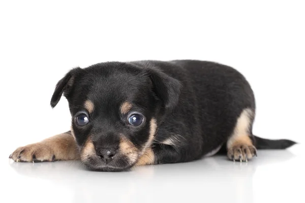 Triste cucciolo di Chihuahua sdraiato — Foto Stock