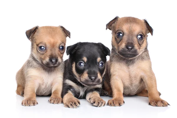 Filhotes de Chihuahua em um fundo branco — Fotografia de Stock