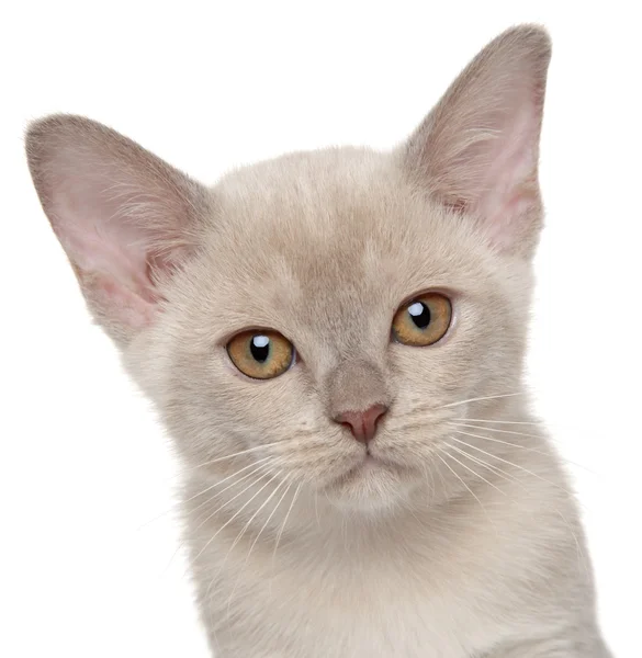 Fechar de um gatinho birmanês — Fotografia de Stock