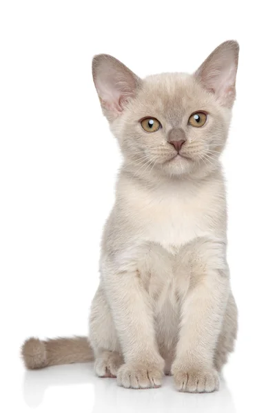 Retrato de gatinho birmanês — Fotografia de Stock