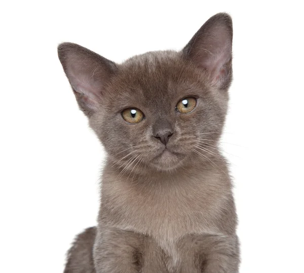 버마어 고양이입니다. 근접 촬영 초상화 — 스톡 사진