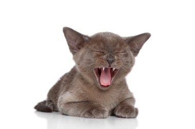 yavru kedi esneme
