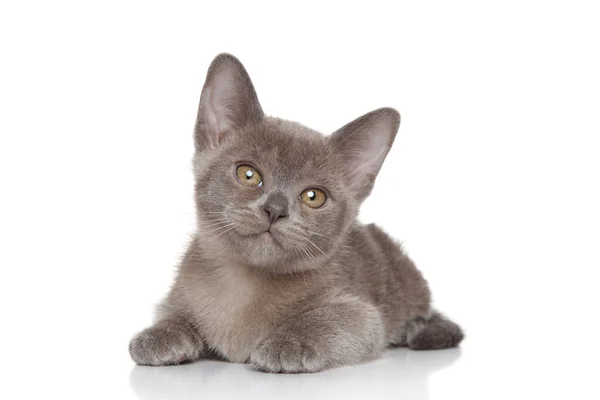 Burmese kitten portrait — Stock Photo, Image