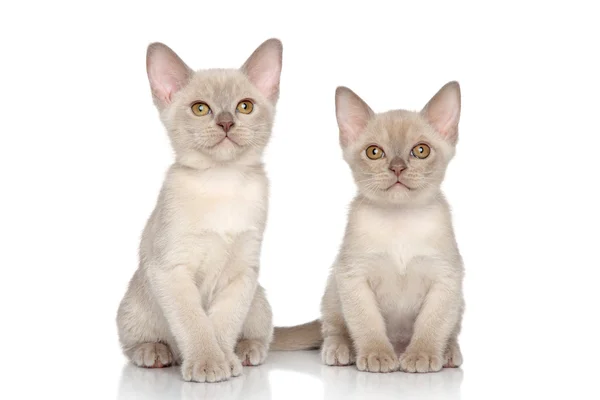 Gatitos birmanos — Foto de Stock