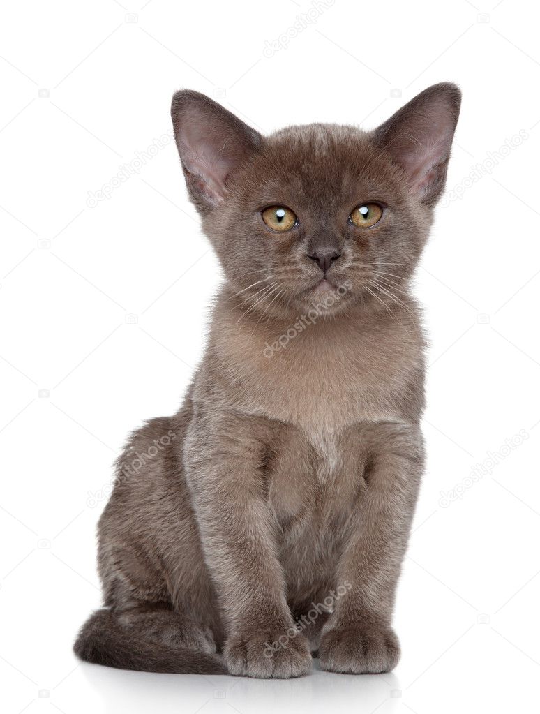 Burmese kitten Portrait Stock Photo by ©FotoJagodka 31176005
