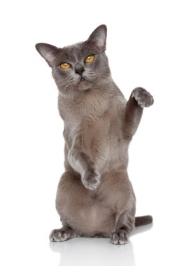 Birman kedisi poz