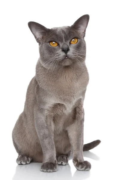 Burmese cat portrait — Stock Photo, Image